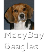 MacyBay Beagles