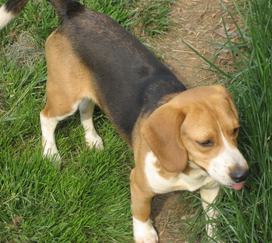 rabbit hunting dogs for sale