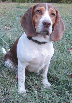 chocolate beagles for sale